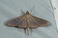 Coptobasis