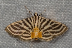 Dichocrocis rigidalis