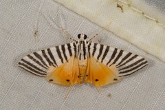 Dichocrocis zebralis