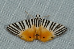 Dichocrocis zebralis