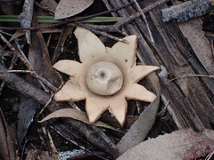 Geastrum indicum