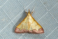 Clupeosoma