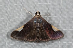 Peribona venosa