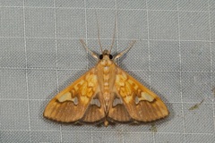 Nosophora