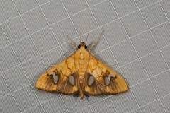 Nosophora