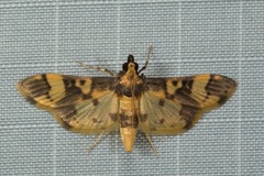 Orphanostigma angustale