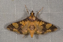 Orphanostigma angustale