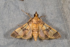 Orphanostigma angustale