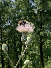 Bombus pensylvanicus