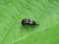 Glipa oculata