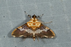 Aetholix flavibasalis