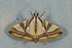 Agrioglypta