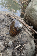 Sinanodonta woodiana