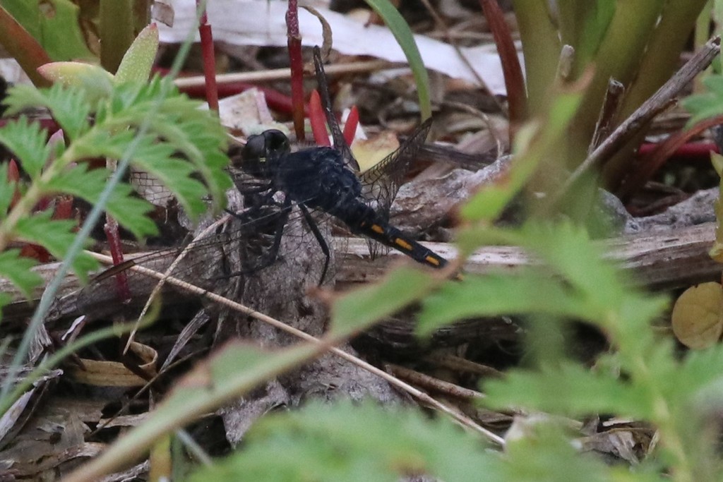 Seaside Dragonlet