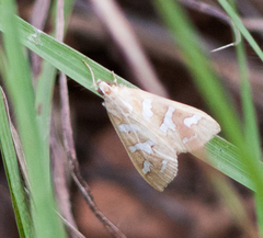 Diastictis