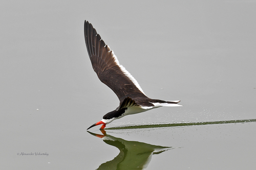 Black Skimmer, San Joaquin Marsh, Irvine, CA 92612, USA, photo 8 of 10
