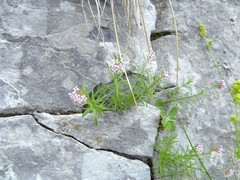 Asperula hexaphylla