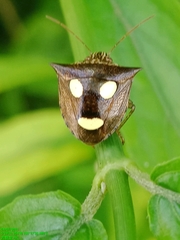 Paracritheus trimaculatus