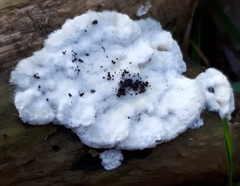 Aleurodiscus sparsus