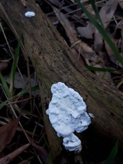 Aleurodiscus sparsus