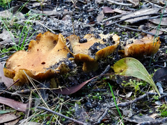 Cortinarius austrovenetus