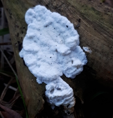 Aleurodiscus sparsus