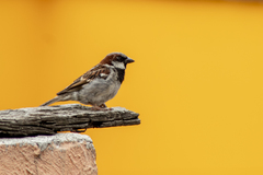 Passer domesticus