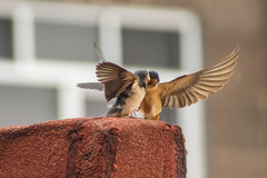 Hirundo rustica