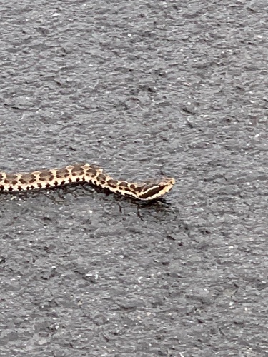 Short-tailed Mamushi