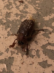 Polyphylla variolosa