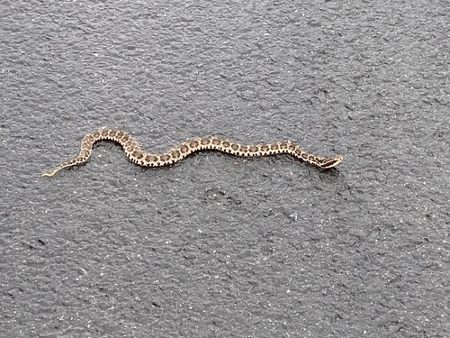 Short-tailed Mamushi