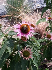 Bombus griseocollis