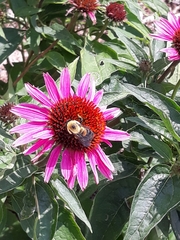 Bombus griseocollis