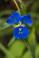 Commelina
