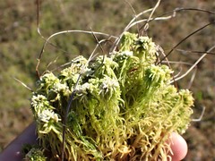 Sphagnum obtusum
