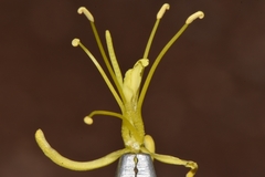 Stanleya pinnata integrifolia