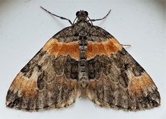 Dysstroma hersiliata