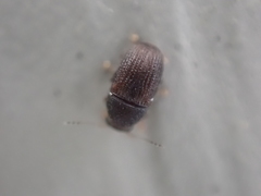 Choraginae
