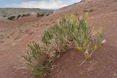 Stanleya pinnata integrifolia