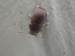 Choraginae