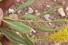 Stanleya pinnata integrifolia