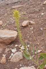 Stanleya pinnata integrifolia