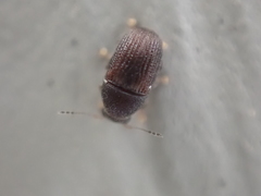 Choraginae