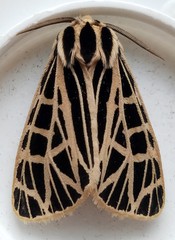 Apantesis parthenice