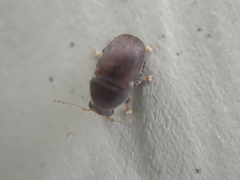 Choraginae