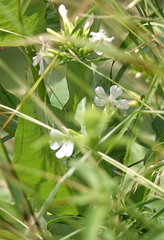Saponaria
