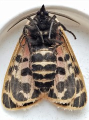 Apantesis parthenice