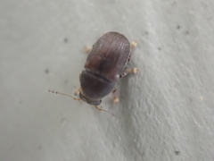 Choraginae