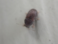 Choraginae