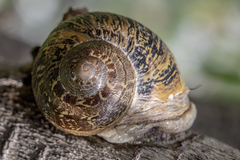 Cornu aspersum
